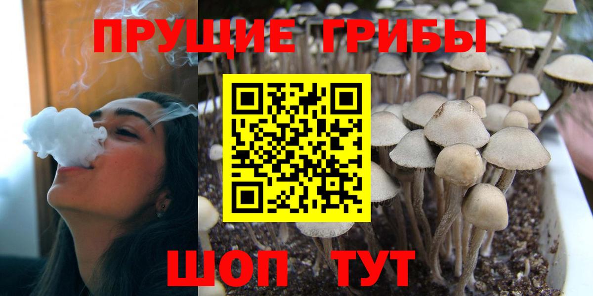 Галлюциногенные грибы Psilocybe  Боровичи  Псилоцибиновые грибы ЛСД 